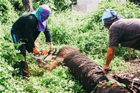 Premium Photo Woodman Uses His Chainsaw Cut The Tree Deforestation And Its Extreme Effect On