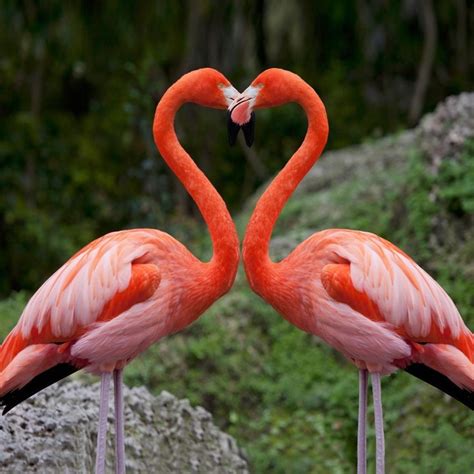 Happy Valentine S Day Flamingo Pictures Pink Flamingos Flamingo