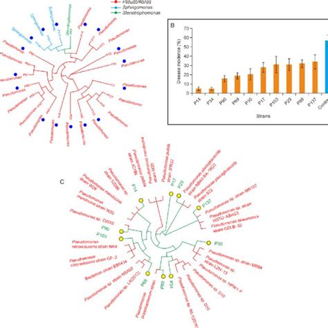 A Maximum Likelihood Phylogenetic Tree Of All 23 Representative Otus