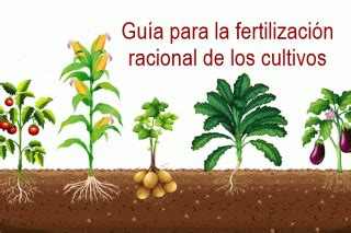 Gu A Practica Para La Fertilizaci N Racional De Los Cultivos Infoagronomo