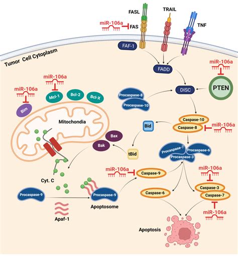 Intrinsic And Extrinsic Apoptotic Pathways And Confirmed Target Genes