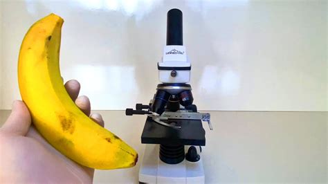 Bananas Under The Microscope Surprising Details Youtube