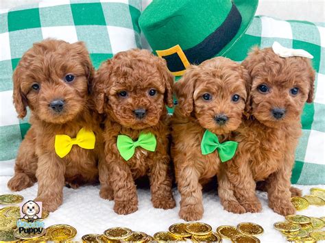 How Much Does a Cavapoo Puppy Cost — My Doodle Puppy