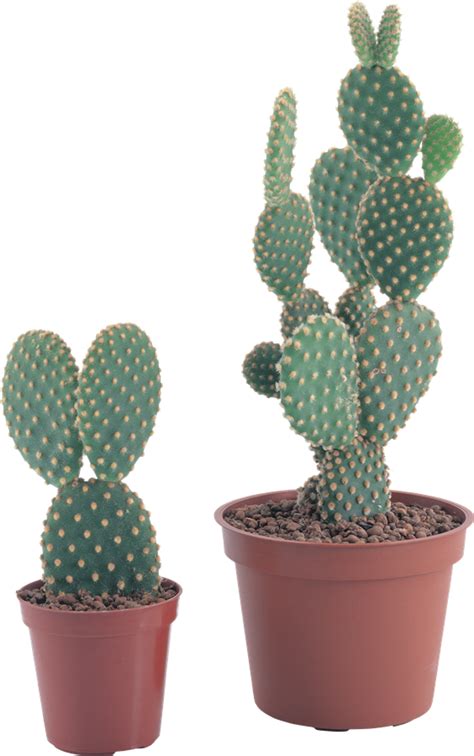 Cactus Png Images Transparent Background Png Play