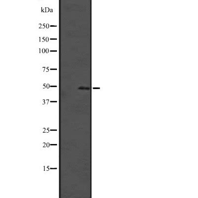 SOX4 Antibody Affinity Biosciences LTD 亲科生物官网