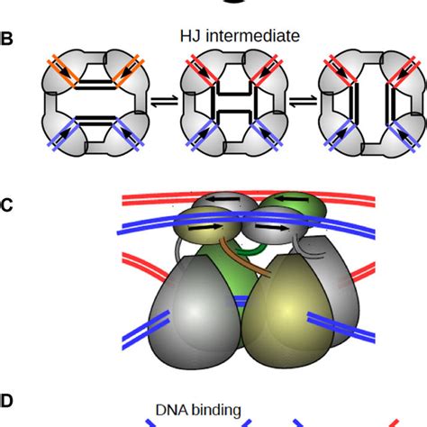 Structure and mode of action of zinc fingers and zinc finger nucleases.... | Download Scientific ...