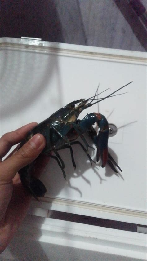 Australian Red Claw Crayfish From Tiwingan Baru Aranio Banjar Regency