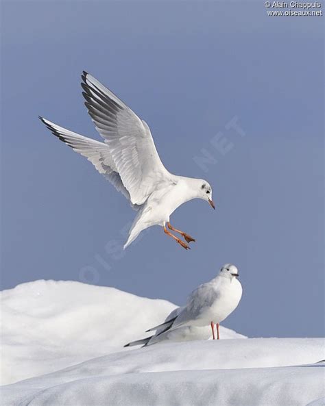 Mouette Rieuse Adulte Internuptial Alch