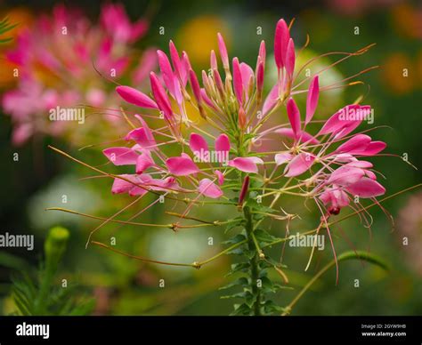 Primer Plano De Las Flores Rosadas En Una Planta De Flor De Ara A Que