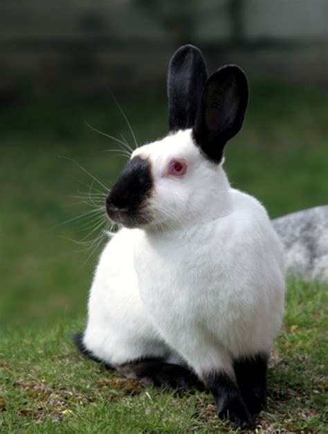 Himalayan Rabbit – Cosley Zoo