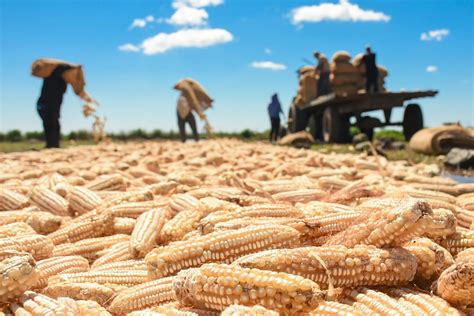 Mag Prev Un Incremento Del En La Producci N De Granos B Sicos