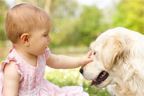 Según Un Estudio La Gente Siente Más Empatía Por Los Perros Que Por