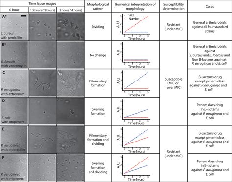 A Rapid Antimicrobial Susceptibility Test Based On Single Cell