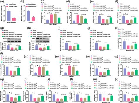 Mir Inhibition Reversed The Effects Of Circ Knockdown A