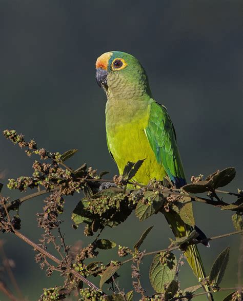 Periquito Rei Eupsittula Aurea Wikiaves A Enciclopédia Das Aves