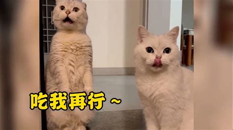 盘点会说话的猫，这是都成精了吗？cats 宠物vlog Funnyvideo 搞笑视频 Youtube