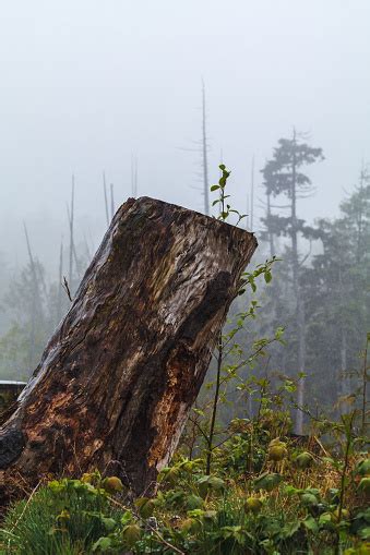 Vancouver Island Forest Stock Photo - Download Image Now - BC, Beauty In Nature, British ...