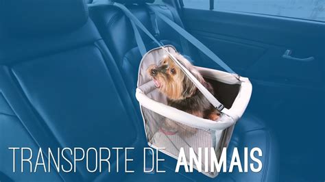 Como Transportar Animais No Carro Icarros Youtube