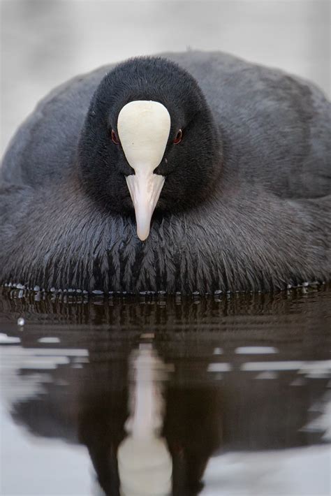 Blässhuhn Eurasian coot Fulica atra Wolfgang Wollschweber Flickr