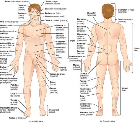 Illustration Of The Organs Located In The Human Body S Back