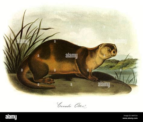 Canada Otter Cut Out Stock Images And Pictures Alamy