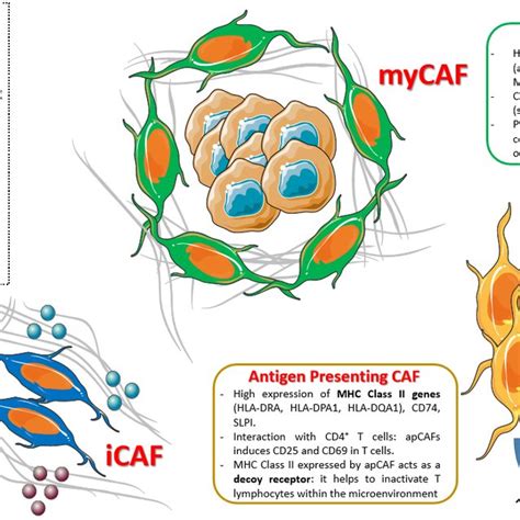 Cancer Associated Fibroblast Caf Subtypes Identified In Pancreatic Download Scientific