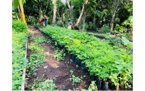 Inauguran Vivero Forestal El Guayac N En Pueblo Nuevo Estel