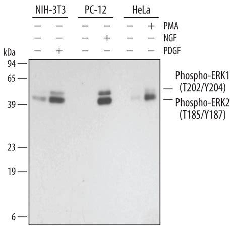 Human Mouse Rat Erk Antibody Af R D Systems