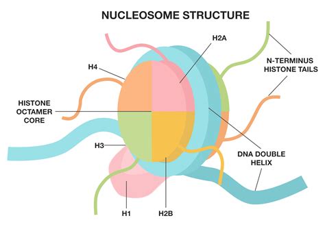 How DNA is Organised -Nucleosome Structure on Behance