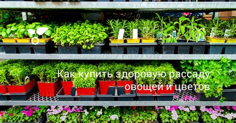 Как купить здоровую рассаду овощей и цветов. Где покупать? Болезни и ...