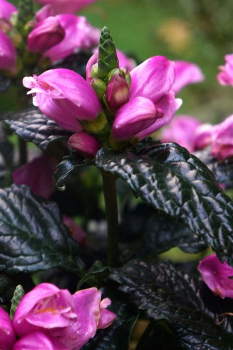 Buy Tiny Tortuga Pink Turtlehead Chelone Free Shipping Wilson