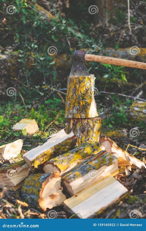 Lumberjack Splitting Wood And Cutting Firewood With Old Axe Stock