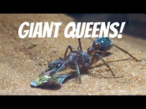 GIANT ANT QUEENS Myrmecia Brevinoda YouTube