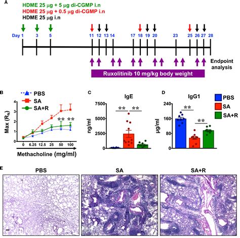 Frontiers Ruxolitinib Ameliorates Airway Hyperresponsiveness And Lung