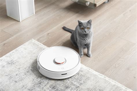 Pourquoi Les Chats Ont Peur De L Aspirateur