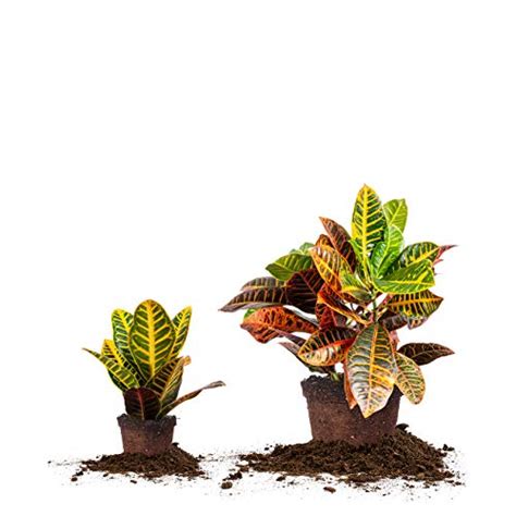 15 Croton Plant Indoor Care Growth Tips For Beginners