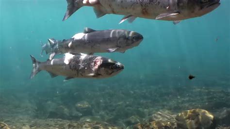 Startling Video Shows Heat Waves Effect On Salmon Videos From The