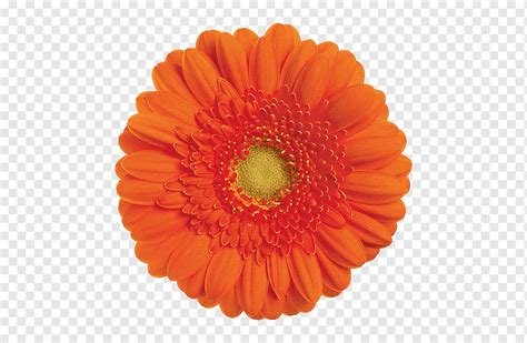 Adesivo Transvaal Daisy Cut Flowers Adesivo Margarida Comum Flor