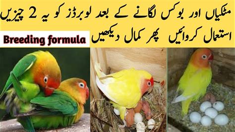 Love Birds Breeding Formula Lovebirds Ko Jaldi Breed Per Lane Ka