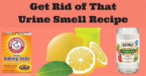 The Most Effective Way To Get Rid Of Urine Odors Homemaking 101 Daily