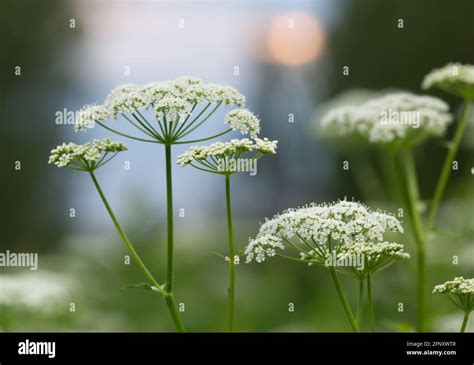 Blooming Ground Elder Aegopodium Podagraria Stock Photo Alamy