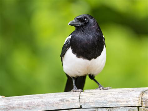 Magpie: Folklore, Symbolism, Associations & Magick