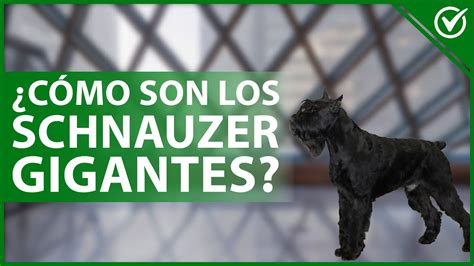 Cómo son los perros raza SCHNAUZER GIGANTE Origen