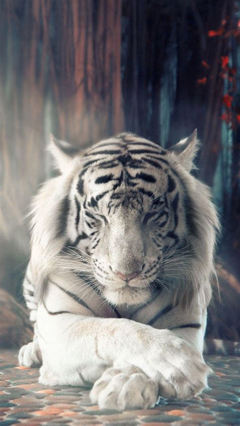 White Tiger Wallpapers - Top Free White Tiger Backgrounds - WallpaperAccess