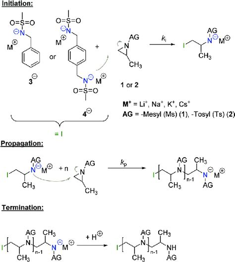 Scheme 1 Mechanism of the living anionic ring-opening polymerization of ...