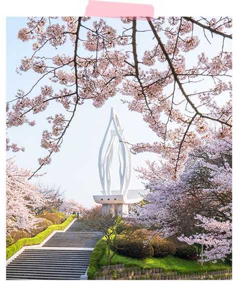 Where are famous cherry blossom spots in Korea? – Hyundai Elevator Webzine