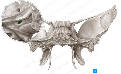 Pterygoid canal (#2335) – Kenhub Image License Store