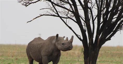 Nashorn Wilderei In S Dafrika Legt Wieder Zu