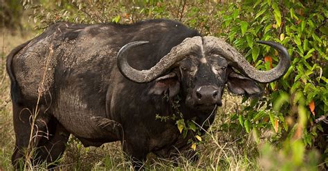 Elsen Karstad's 'Pic-A-Day Kenya': Cape Buffalo- Nairobi Park, Kenya