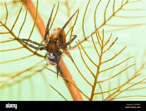 Diving bell spider Stock Photo - Alamy